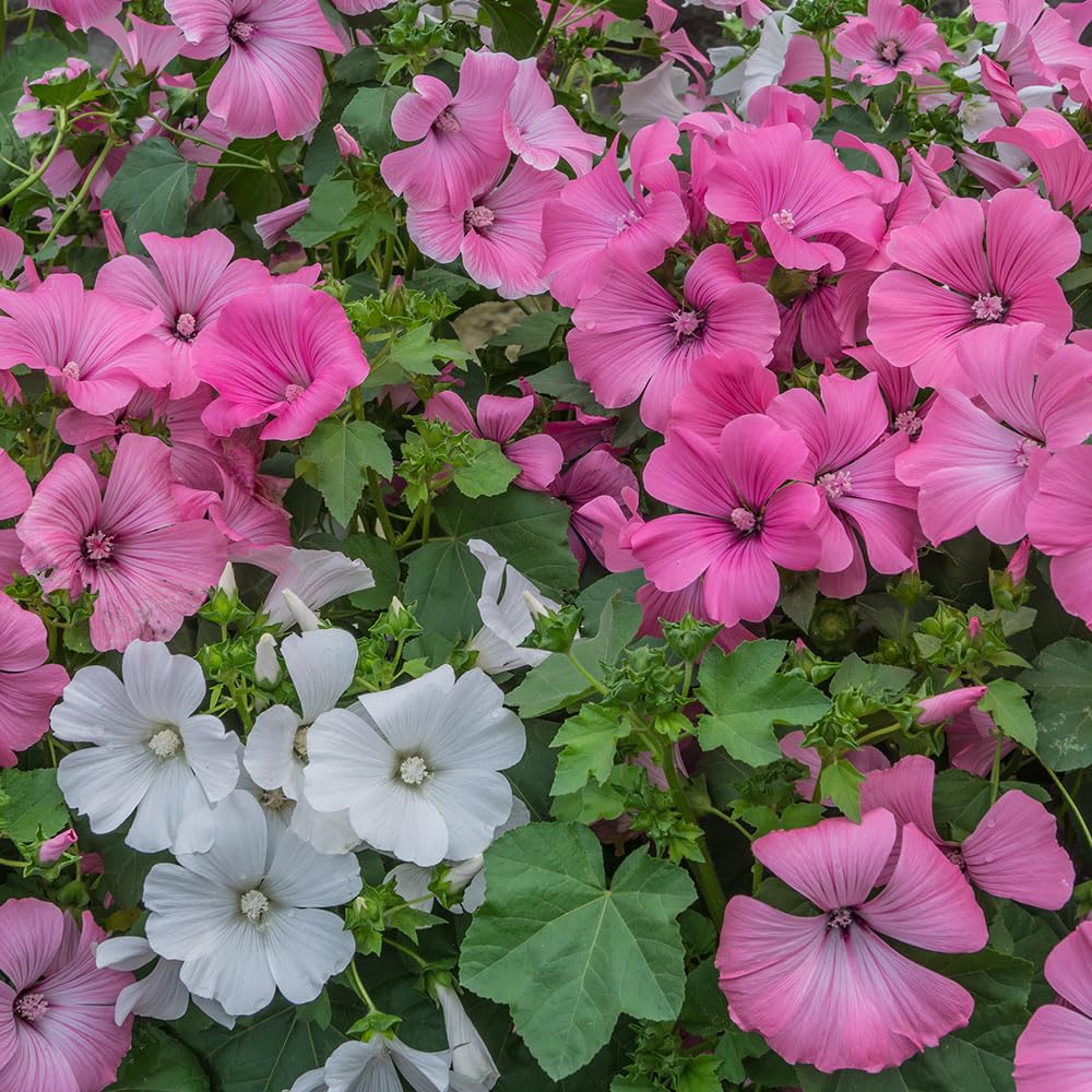 Lavatera Pastel Mix Seeds – Easy to Grow Mix of Large Blooms on Bushy Plants – RHS Plants for Pollinators – Hardy Annual – for Your Beautiful Garden