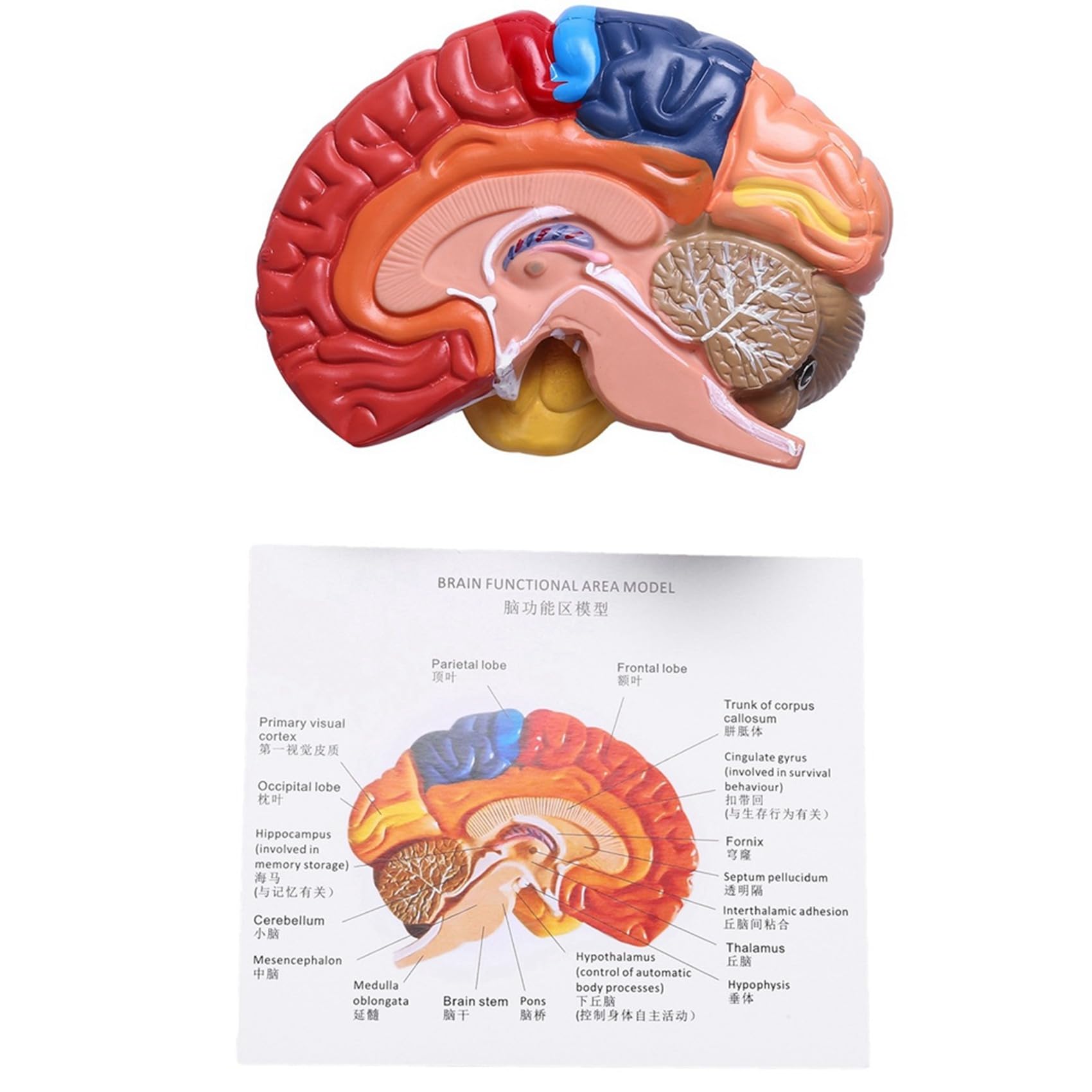 2X Cerebral Anatomical Model Anatomy 1: 1 Mezzo Cervello Brainstem Forniture Mediche per Laboratori di Insegnamento Medico