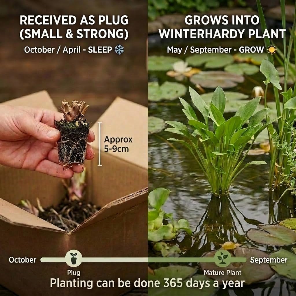 vdvelde․com - Milhojas - Planta Oxigenante - Planta de Estanque - Agua Clara - Anti Algas - Resistente - Biológica - Para Peces - 9 Unidades