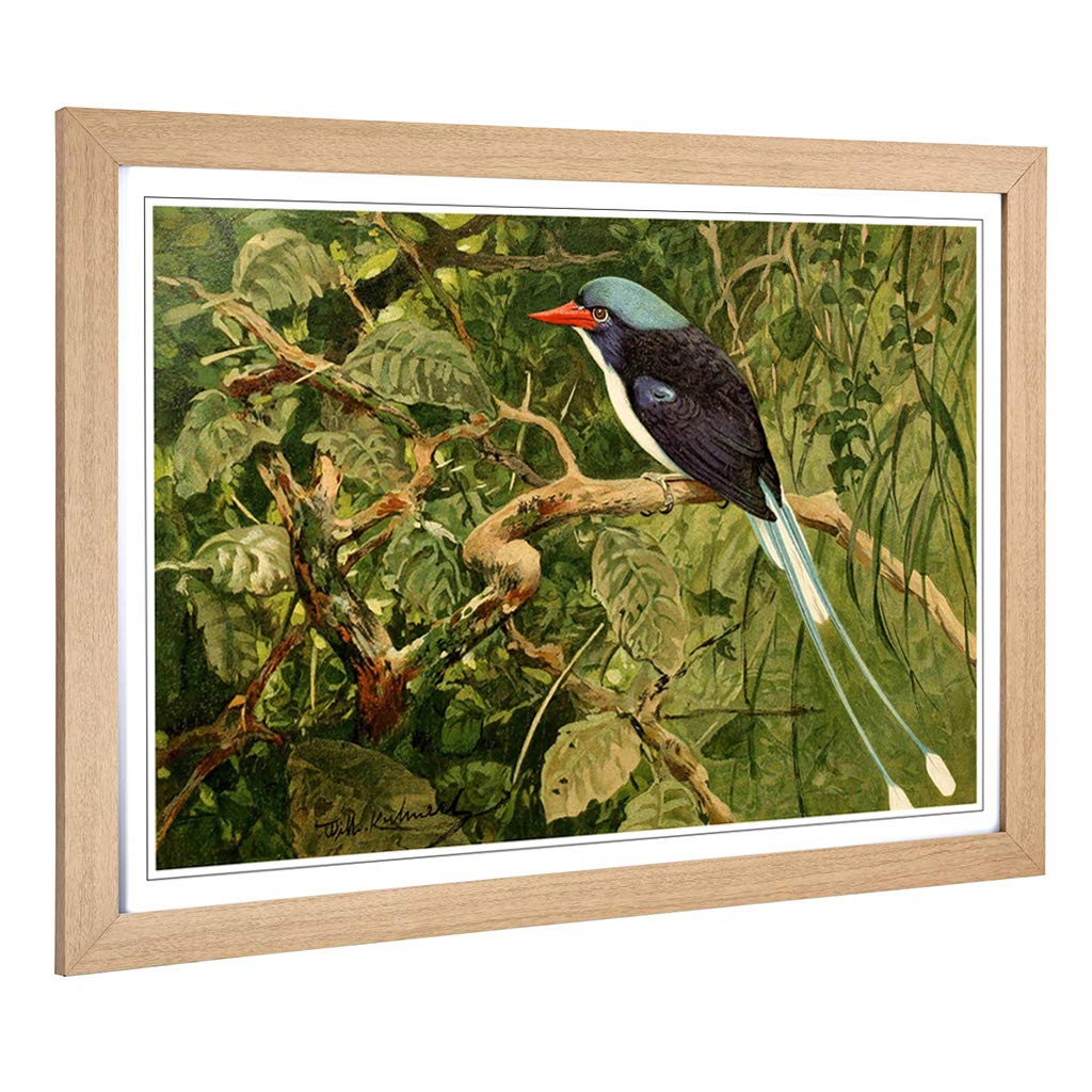 Big Box Art Framed Print of Vintage W Kuhnert Paradise Kingfisher Design | Wall Art Picture | Home Decor for Kitchen, Living Room, Bedroom, Hallway, Oak, A2 / 24.5x18 Inch / 62x45cm