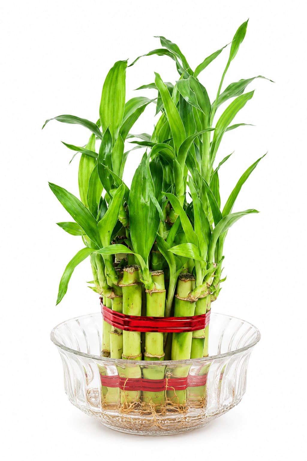 Lucky Bamboo 2 Layer Feng Shui Plant with Glass Bowl | Lucky Plants, Air-Purifying Plant, Indoor Plant, Home & Office Decor, Living Room & Bedroom, Desk & Table Decor-image-28