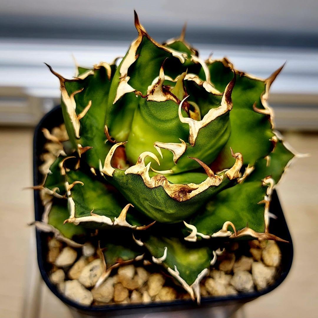 アガベ agave オテロイ チタノタ シーザー 胴切り子株 【公式通販】