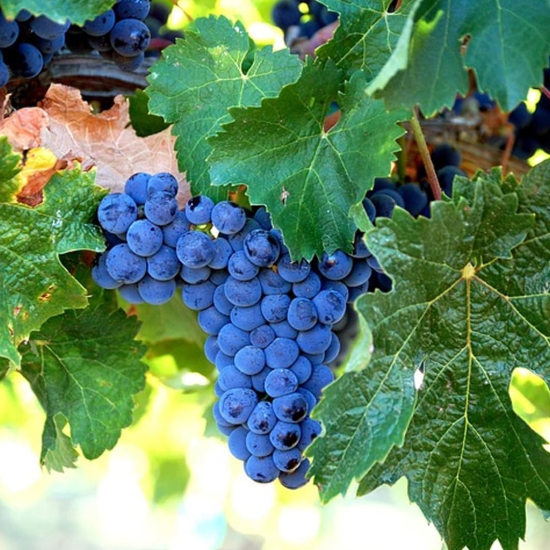 Deep Blue Seedless Grape Vines Trees Live Plants, Well-Rooted 1 to 2 Years Old, Grapes Plant Live for Outdoor Planting, Zones 3-9