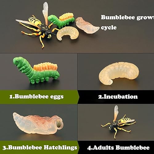 Miniatura 6 de Juguete de ciclo de vida de abejorro, juguetes realistas de figura de insectos, ideal para aprender, adornos de pasteles, rellenos de bolsas de