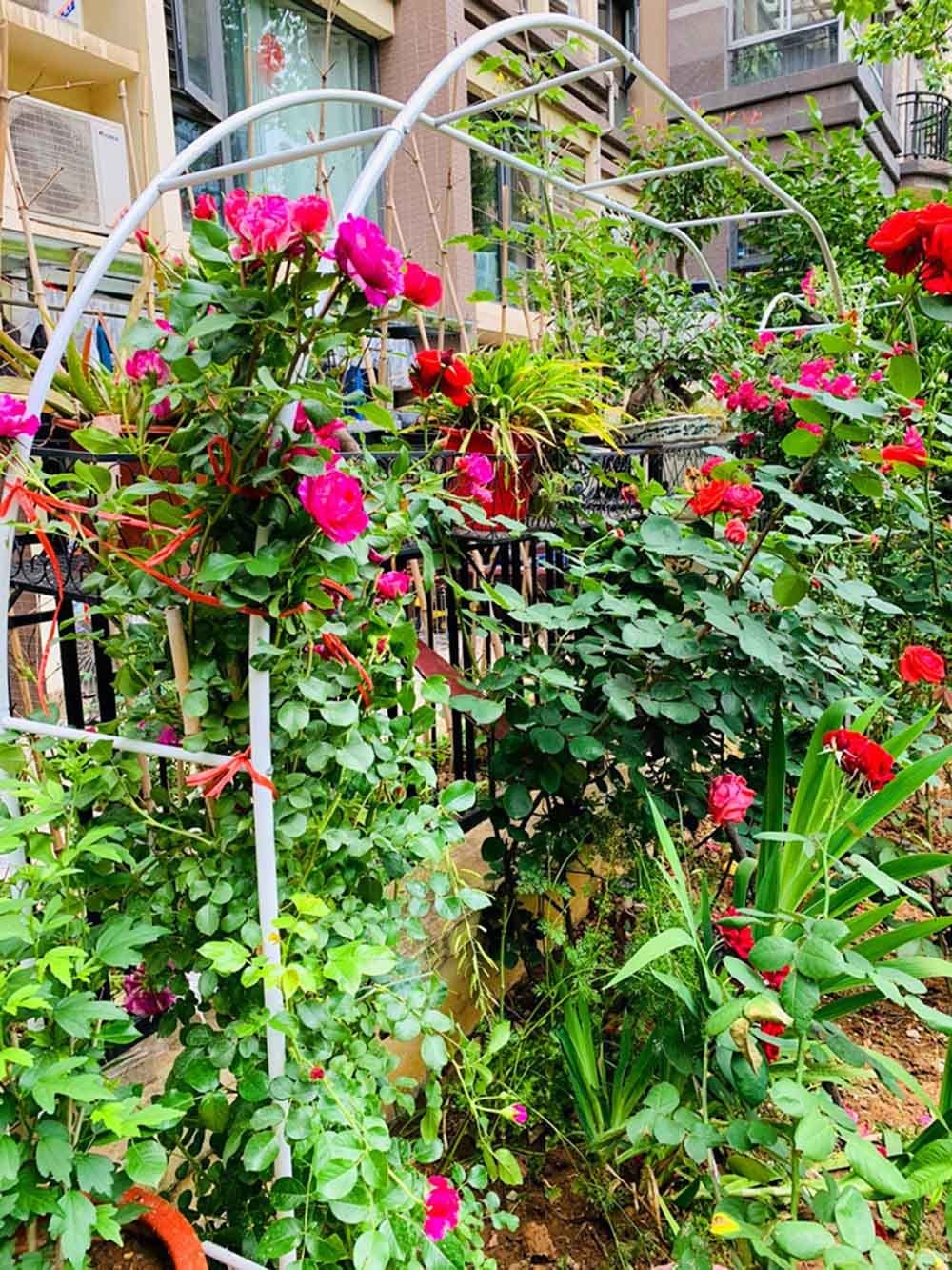 Macetero metálico de Arco para jardín con Soporte para Rosas, Apto para Plantas trepadoras, Disponible en Negro, Verde y Blanco, Altura de 1,2 a 3 Metros, Ancho de 2,2 a 2,3 Metros, estructu