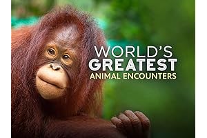 Animal Airport Series 2, Animal Airport is a fun preschool DVD series