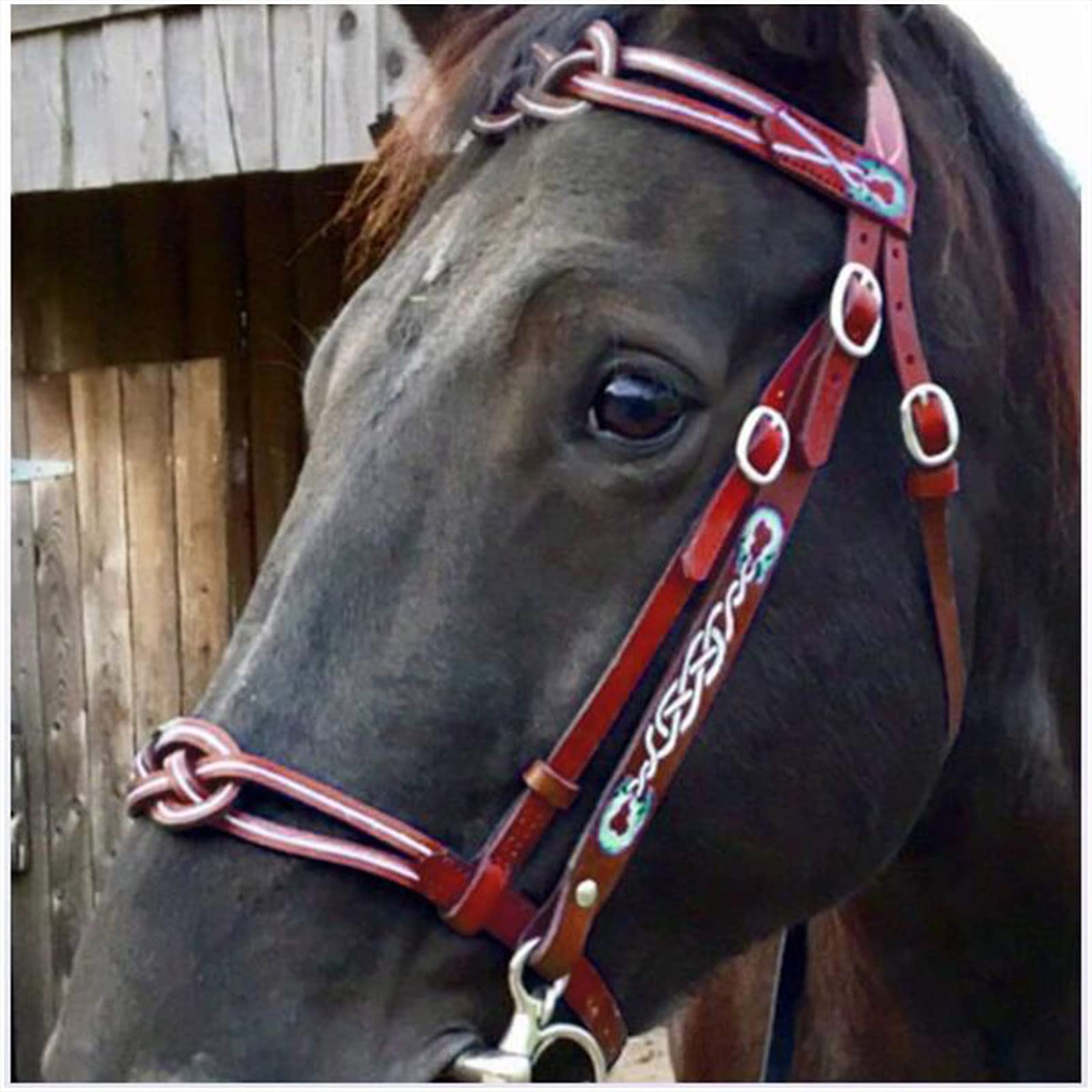 Full Size Horse Bridle - Leather Riding Reins - With Soft Padded 