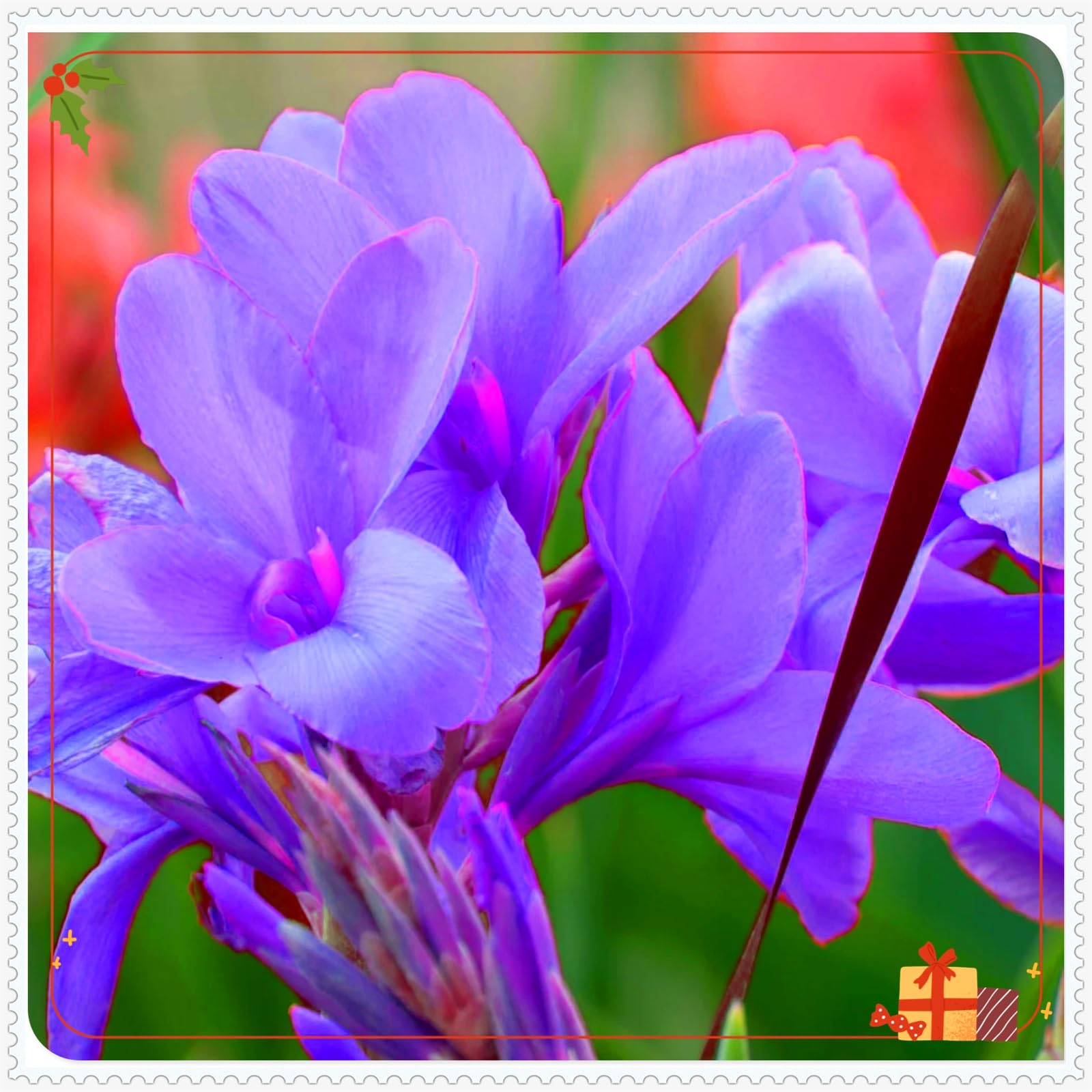 Perennial,Giant Canna Lily Bulbs, Hardy, Professional for Beautiful Garden Displays-2 Bulbs-I