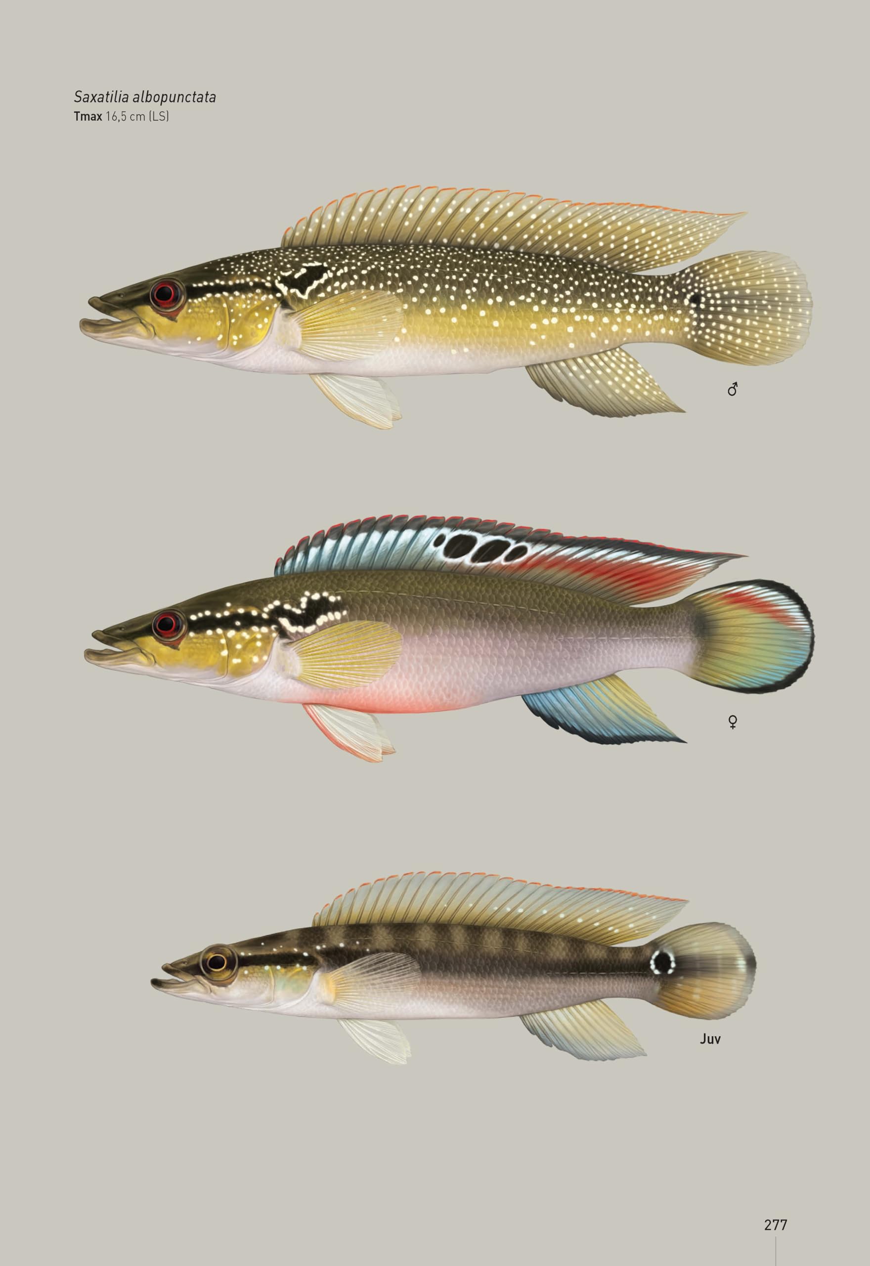 Guide des poissons d'eau douce de Guyane