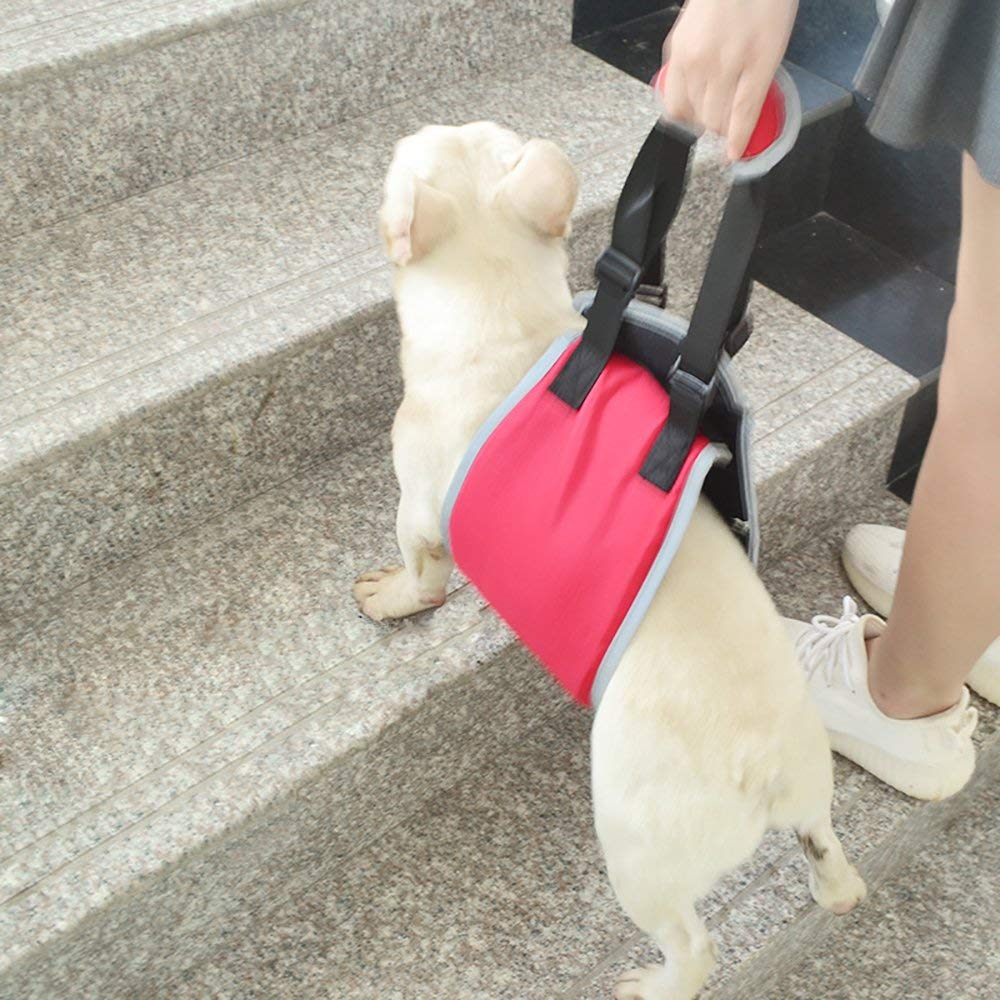 harness to help dog down stairs