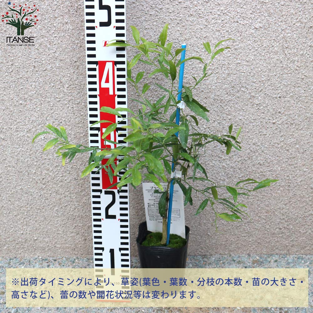 Amazon.co.jp: ITANSE フィンガーライムおまかせ9cmポット2品種