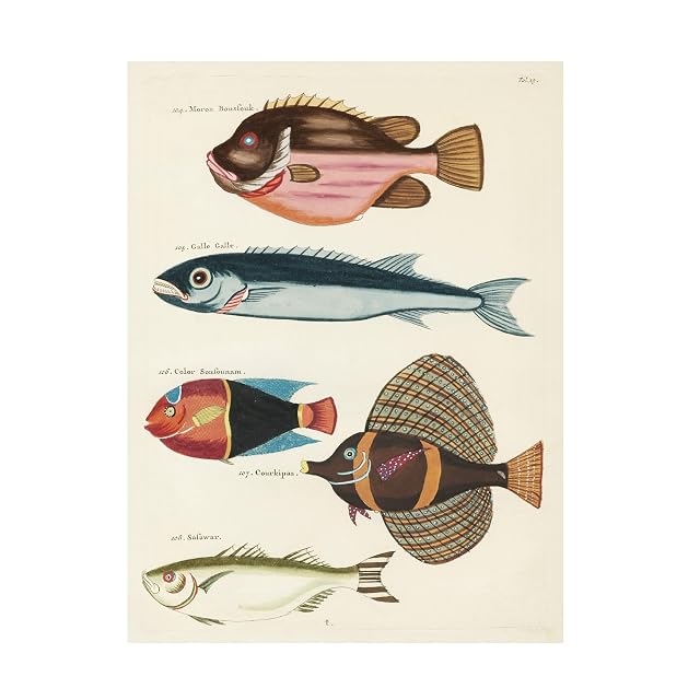 Trademark Fine Art Canvas Wall Art - Louis Renard Renard Tropical Fish IV Wall Art for Living Room