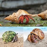 Vista 6 de Conchas de cangrejo ermitaño grandes, 6 conchas turbo de crecimiento de 1 a 2 pulgadas (2.3 a 3.5 pulgadas)