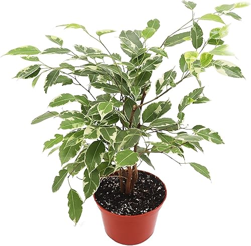 Miniatura 1 de Ficus Benjamina Abigarrado - Maceta de 6"