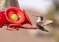 Vista 2 de Concentrado de alimentos de néctar de colibrí hace 64 onzas
