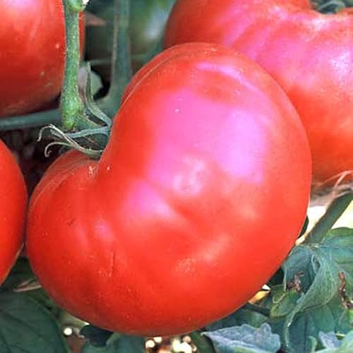 UtopiaSeeds Ponderosa Semillas de tomate reliquia rosadas - Tomate grande y delicioso