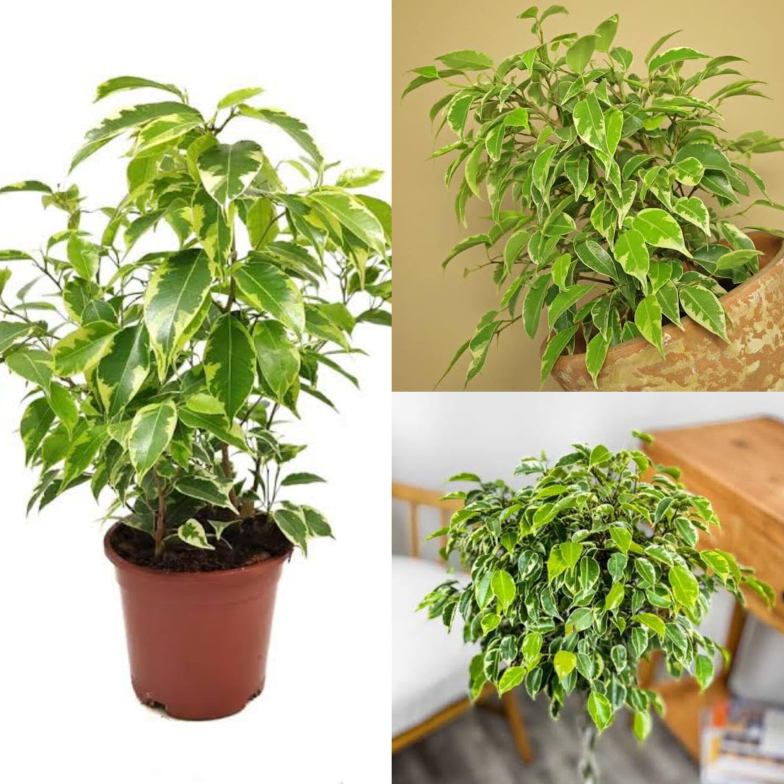 Ficus benjamina bonsai live plant (Pack of 1 Live Plant)-image-6