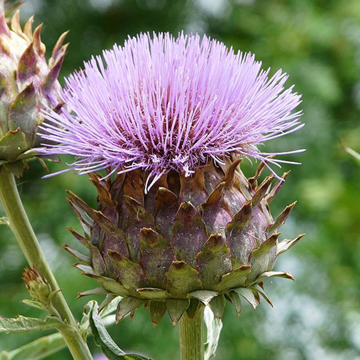 6 x Artichaut - Cynara Scolymus - Godet 9x9cm - Saveur Époustouflante