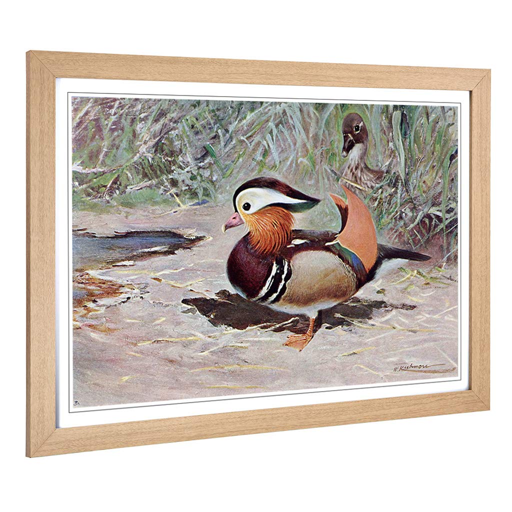 Big Box Art Framed Print of Vintage W Kuhnert Mandarin Duck Design | Wall Art Picture | Home Decor for Kitchen, Living Room, Bedroom, Hallway, Oak, A2 / 24.5x18 Inch / 62x45cm