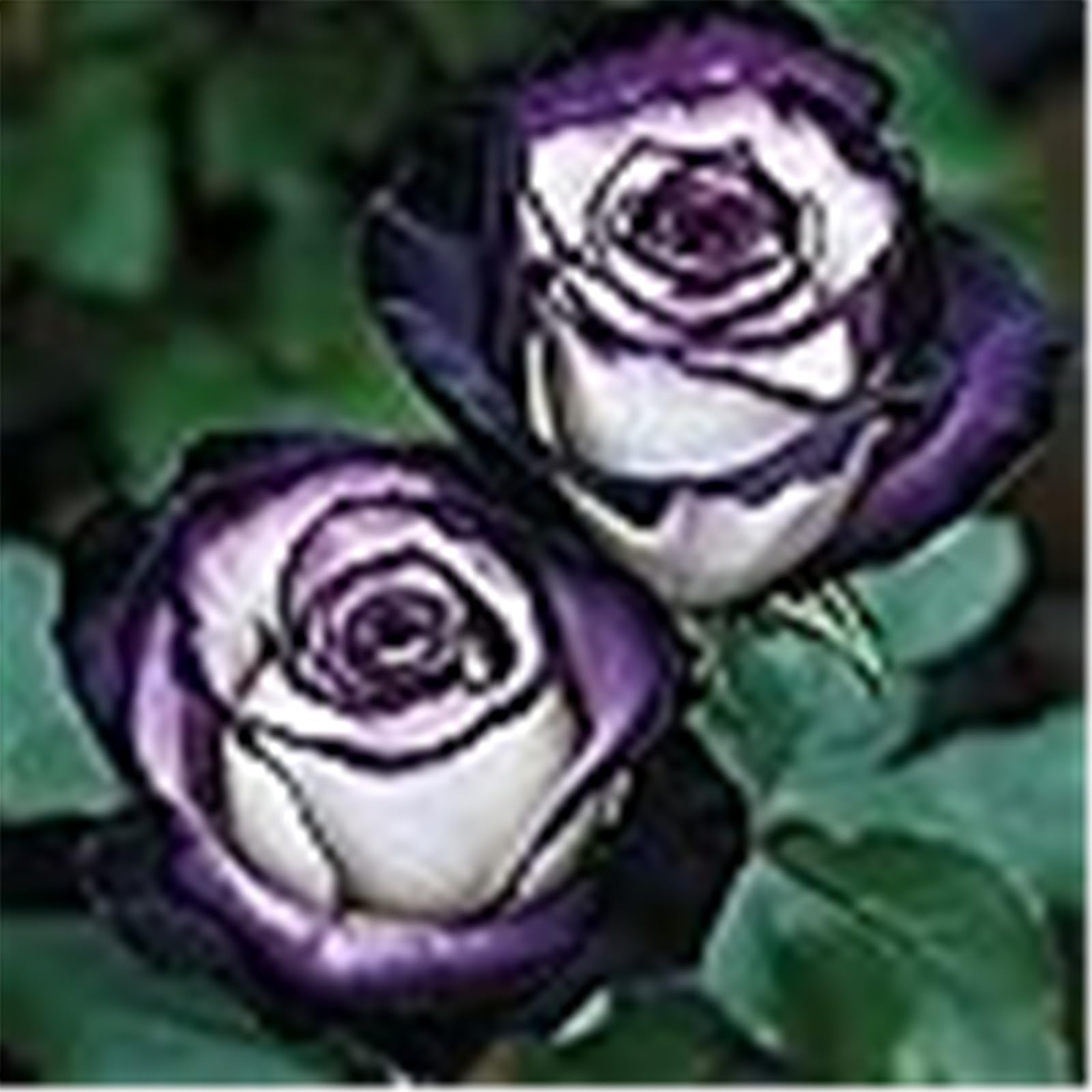 Perennial Fragrant Rose Rhizome,Rose Bulbs Plants Mix Color for Planting Now UK,Good for Garden,Rare Display-2Rhizome-A