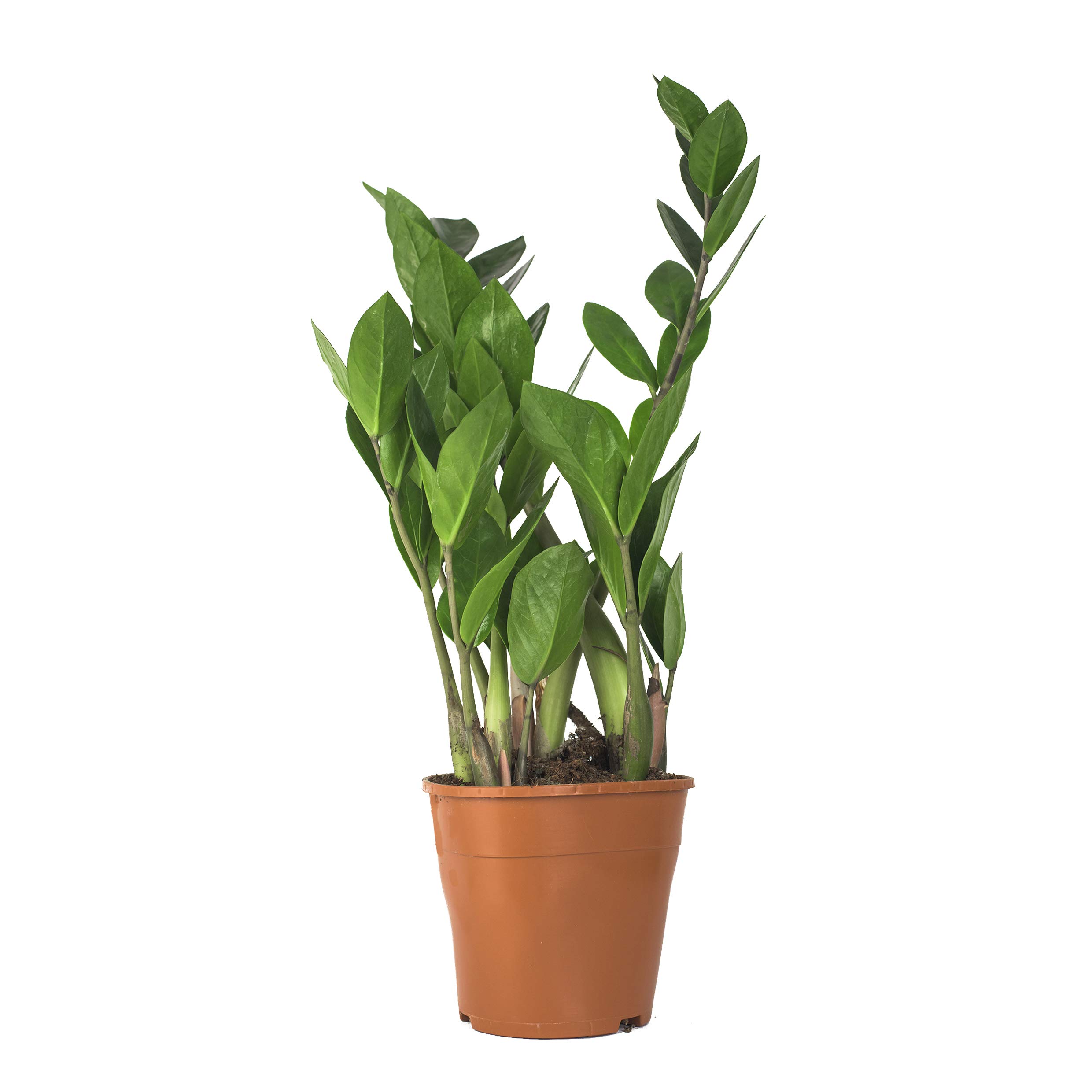 Zimmerpflanzen Set - 3 Mix - Zamiocoulca, Sansevieria, Aloe Vera - natürliche Deko und Luftverbesserung im Blumentopf - toller Mix aus Tropischen und Orientalischen Pflanzen (SET 12)