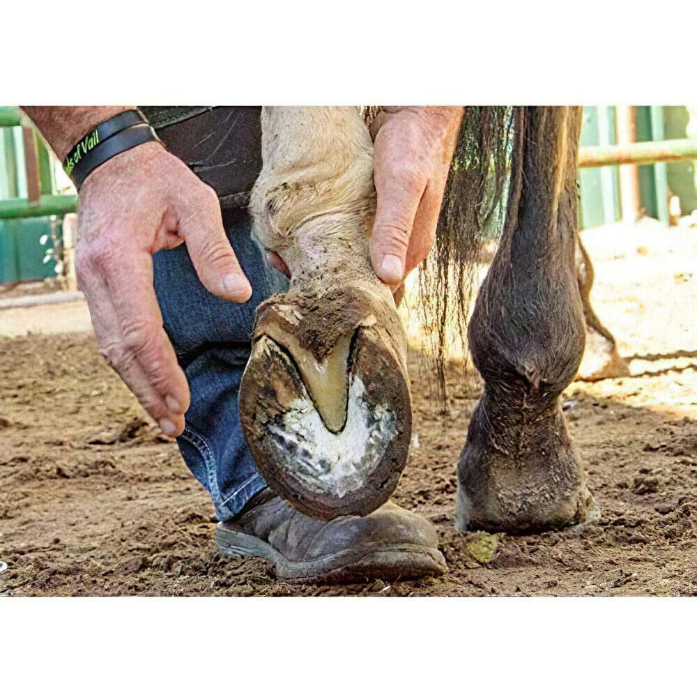 Disco para cortar pezuñas de ganado, cuchillas para cortar pezuñas, herramienta de disco para tallar madera, 6 cuchillas más afiladas, placa de disco para recortadora para caballos, vacas, cabras