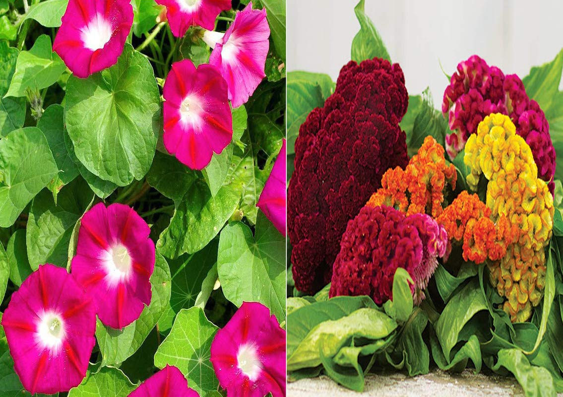 Antier Ipomea Scarlet O'Hara and Cockscomb Seed (Pack of 25 Seed * 2 Per Packet) Antier Ipomea Scarlet O'Hara 25 Seeds + 25 Seed Cockscomb Seed-image-0