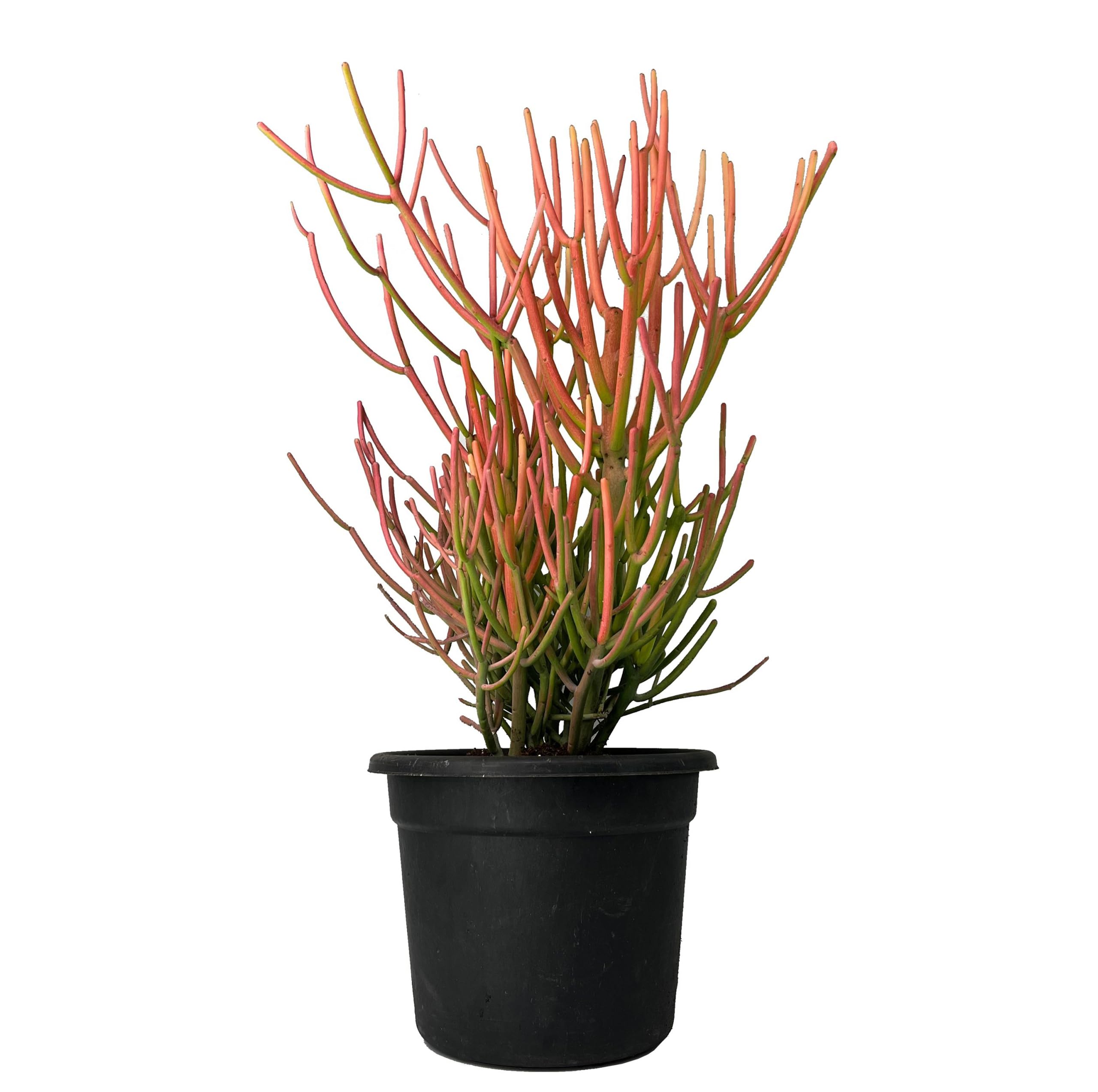 kushplant firestick Euphorbia tirucalli Pencil Cactus Plant in Black Plastic Pot, Indoor Succulent, Pink-Green Stems-image-40