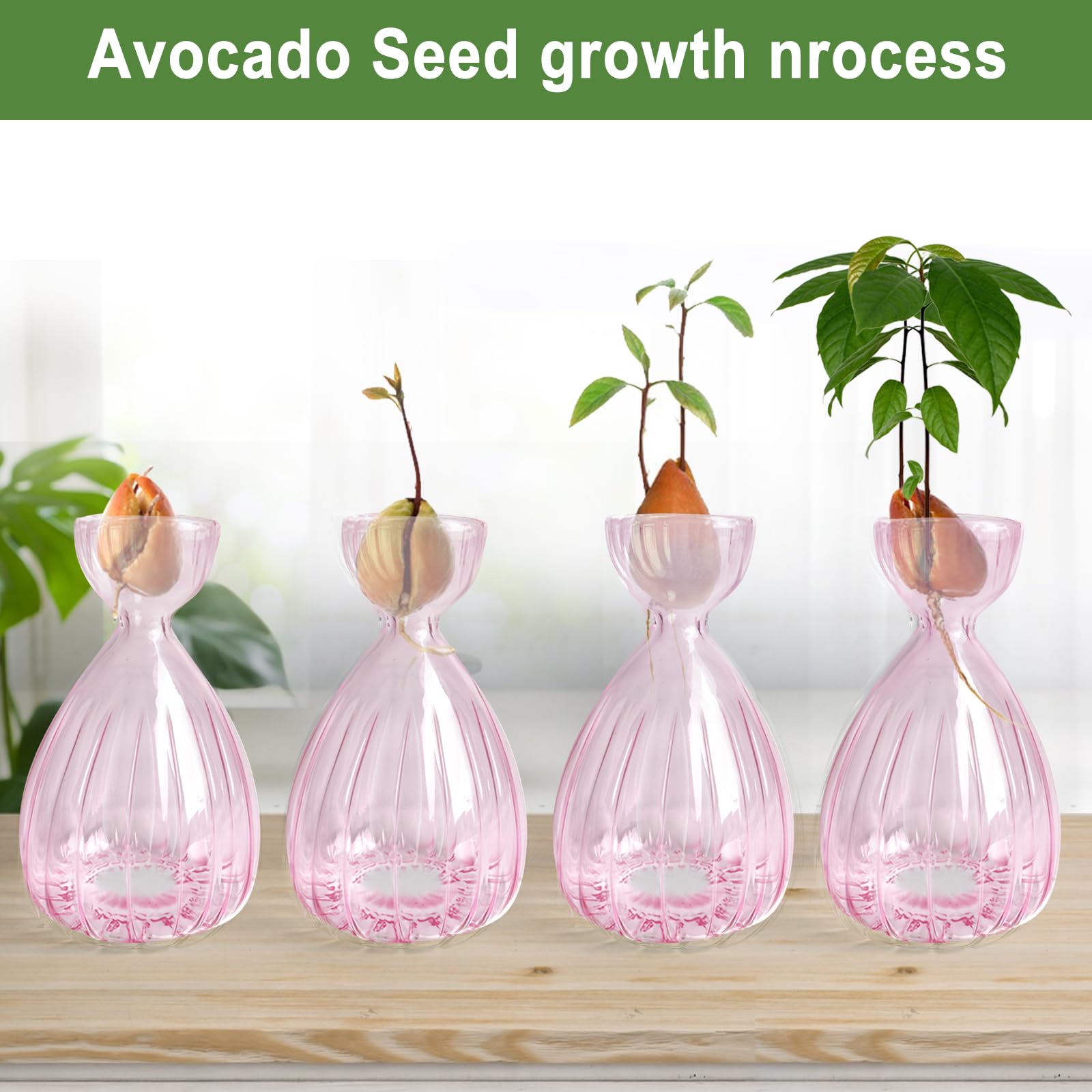 Luolety 2PCS Avocado Seed Starter Vase, Avocado Tree Growing Kit, Glass Hydroponic Vase, Pink, Indoor, Medium Size - Image 3