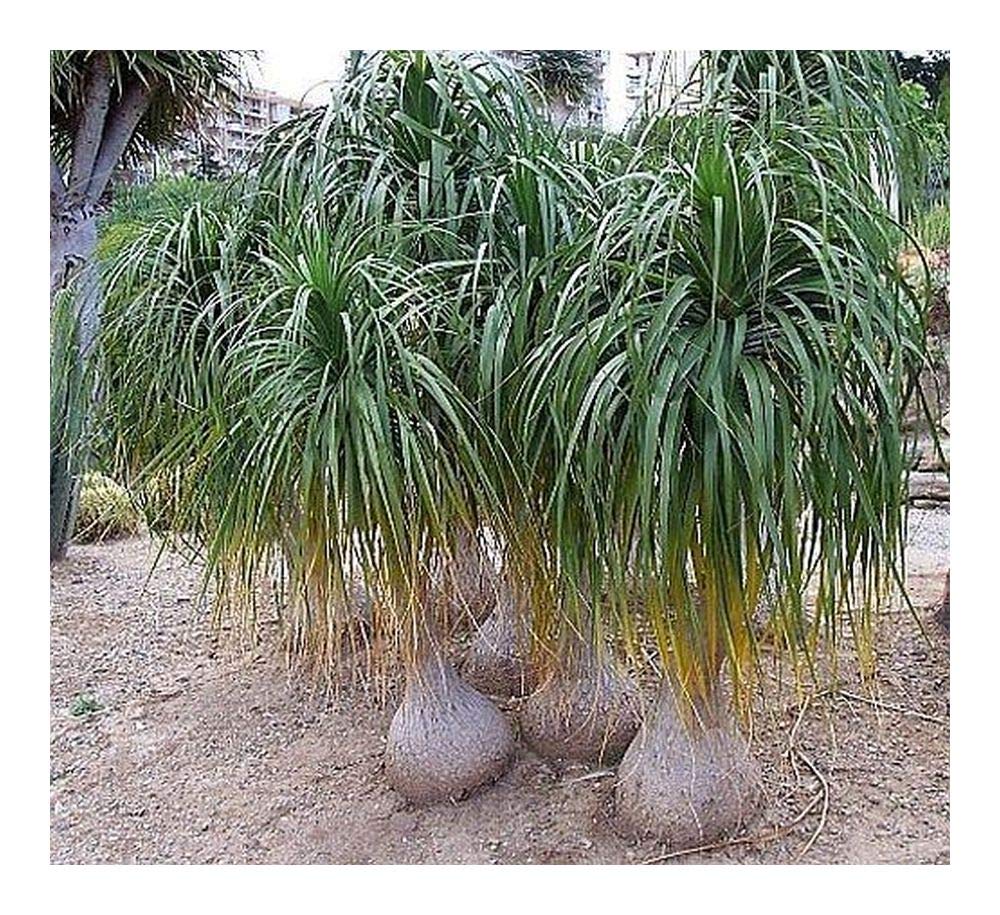 Nolina Gro Nolina Recurvata Elefantenfu  Imposante Flaschenbaum  Zimmerpflanze Fr Sonnigen Standort