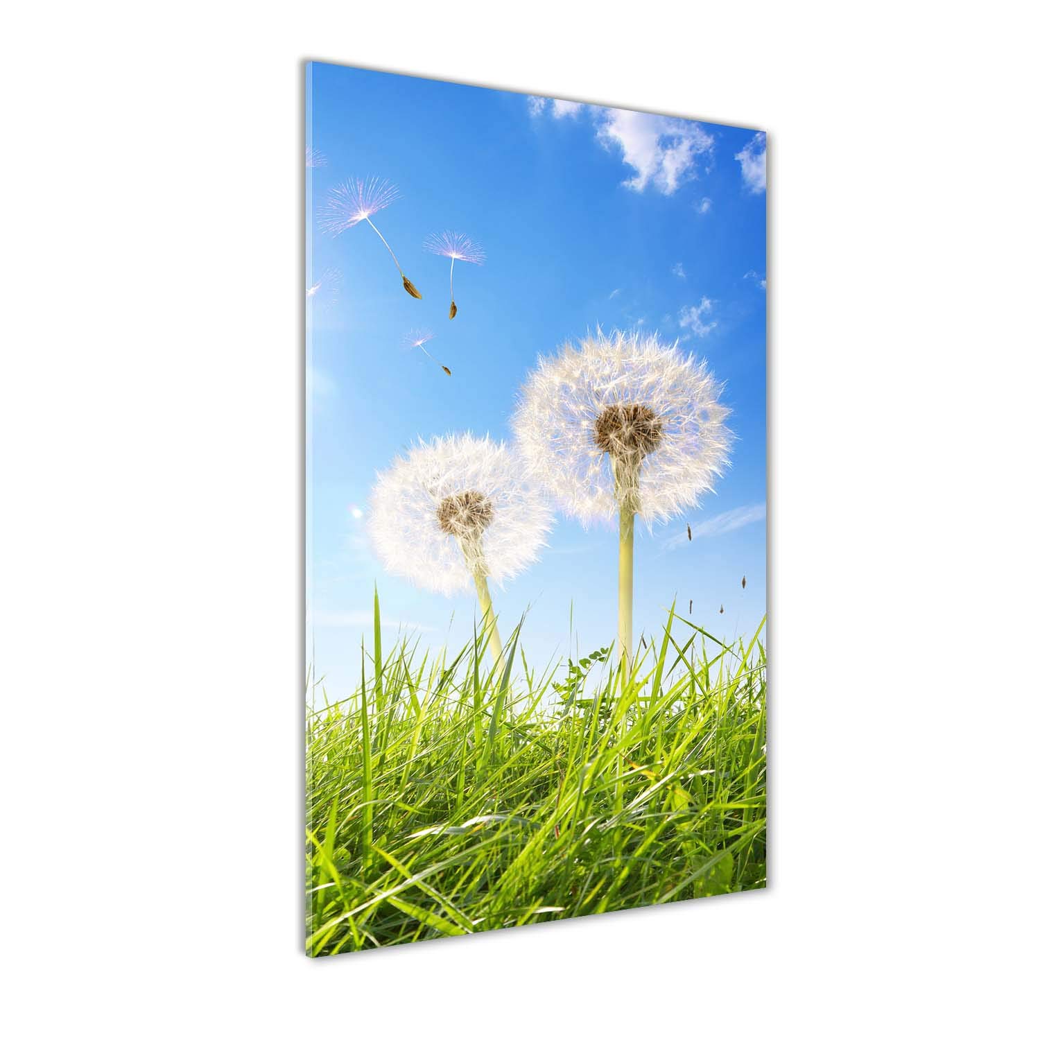 Image sur verre fleurs et pissenlits Tulup pour sublimer la décoration de votre cuisine