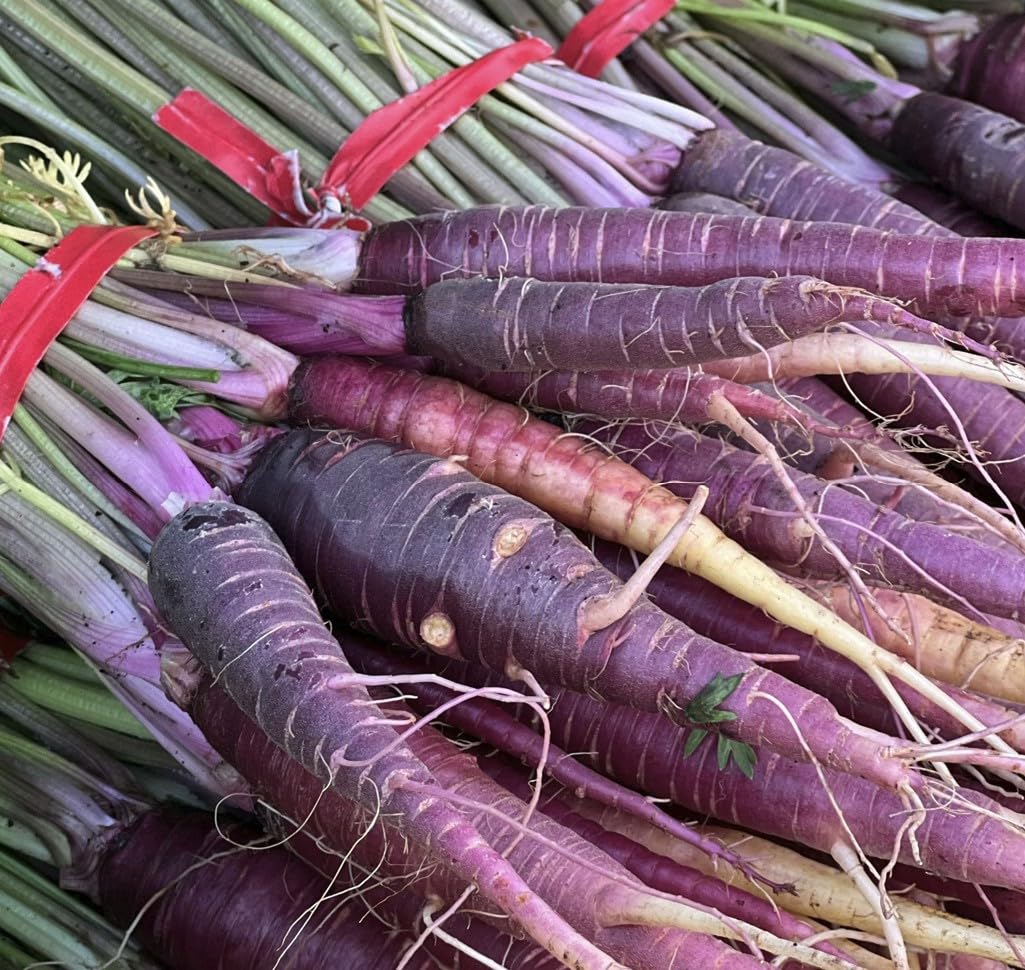 Purple Carrot Plug Plants Grow Your Own Vegetables from Our Premium Quality Plants 'Ready to Plant Now' Young Vegetable Plants Seedlings (50, Purple)