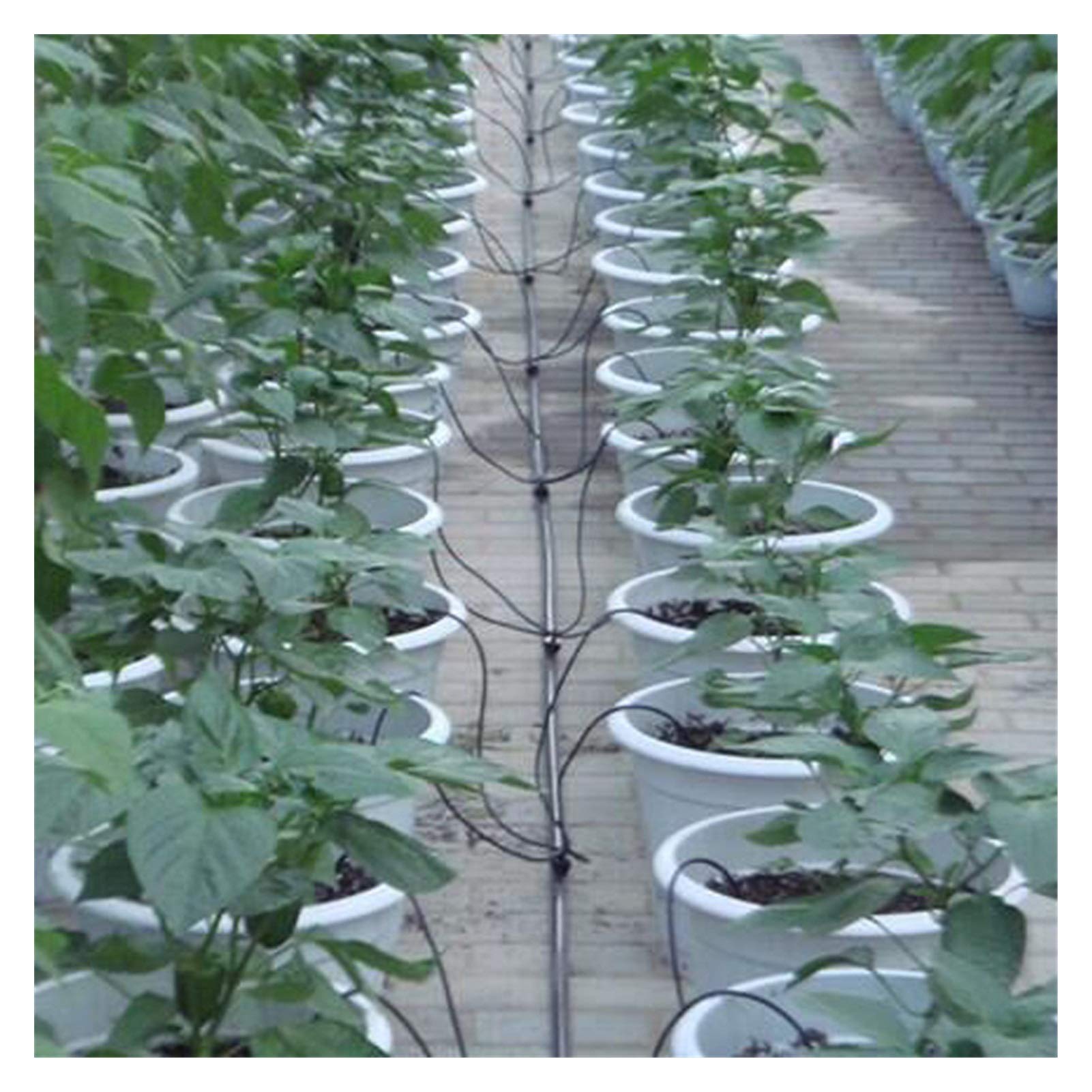 Kit tubo flessibile dell'irrinkler pianta Attrezzature per il distributore per serra Prodotti per l'irrigazione del giardino 20 set di arrow curvo Giardino Irrigazione Attrezzatura per irrigazione ant