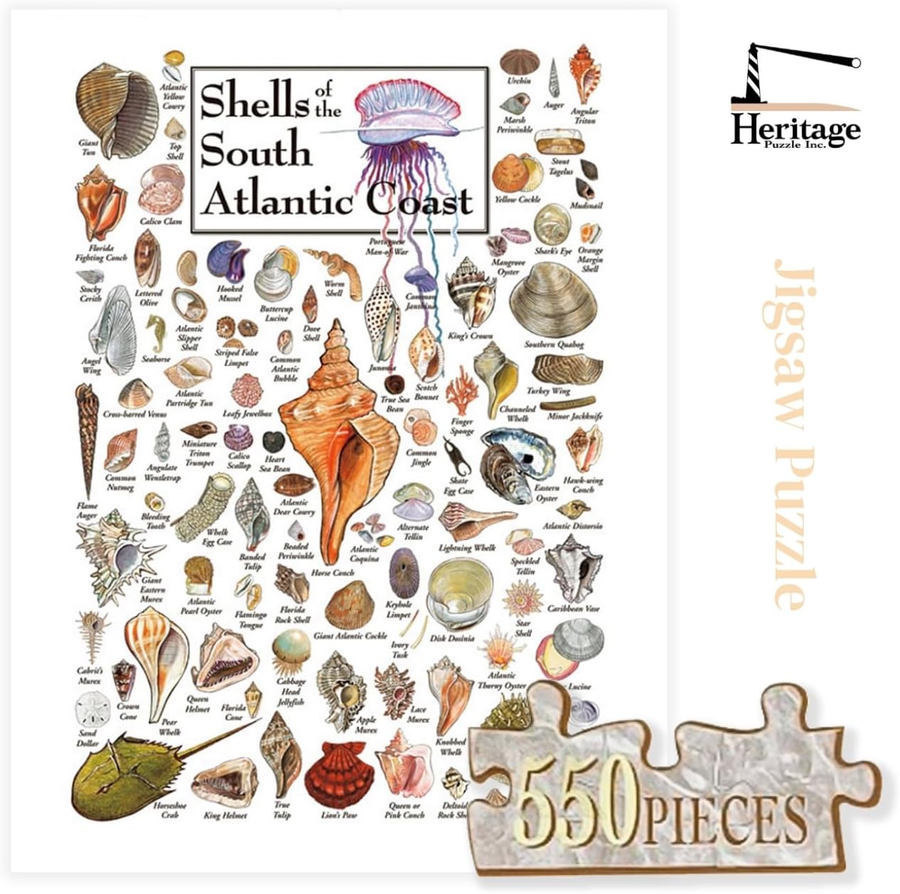 Heritage Puzzle - Shells of The South Atlantic Coast by John & Jackie Leatherbury Douglass 550 Piece Puzzles for Adults - Marine Life Art - Frameable Jigsaw Puzzle 18" x 24" Finished Size