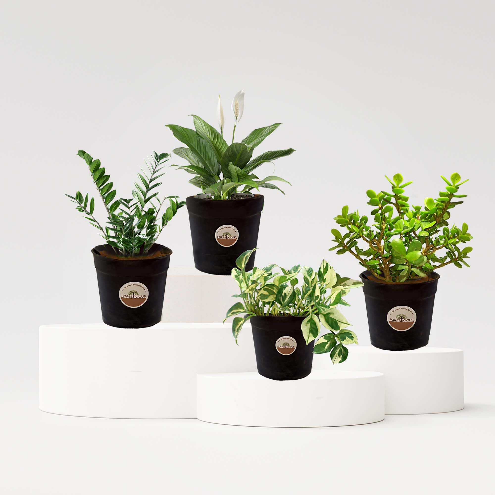 Foresticious Air purifying plants Combo of 4 - Jade, ZZ Plant, Peace Lily, Marble Prince N’ Joy Money Plant | Low maintenance plants for Home and Office