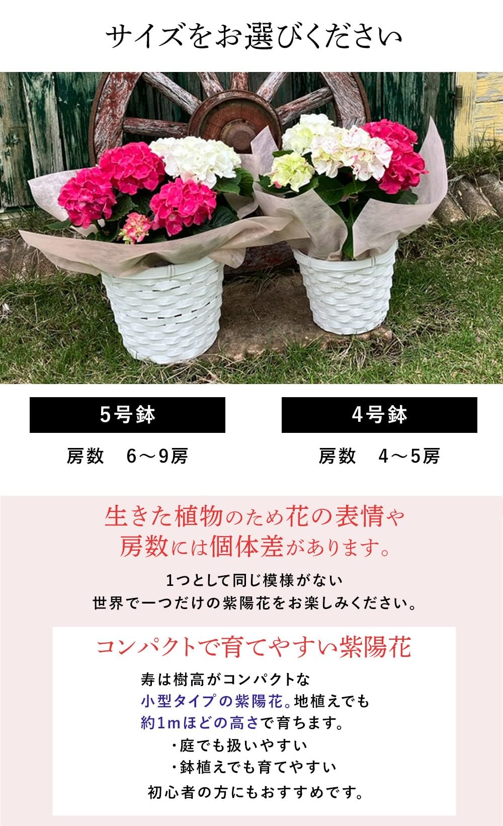 Amazon｜[World Fantasy Garden] 母の日 ギフト 花 鉢植え あじさい寿