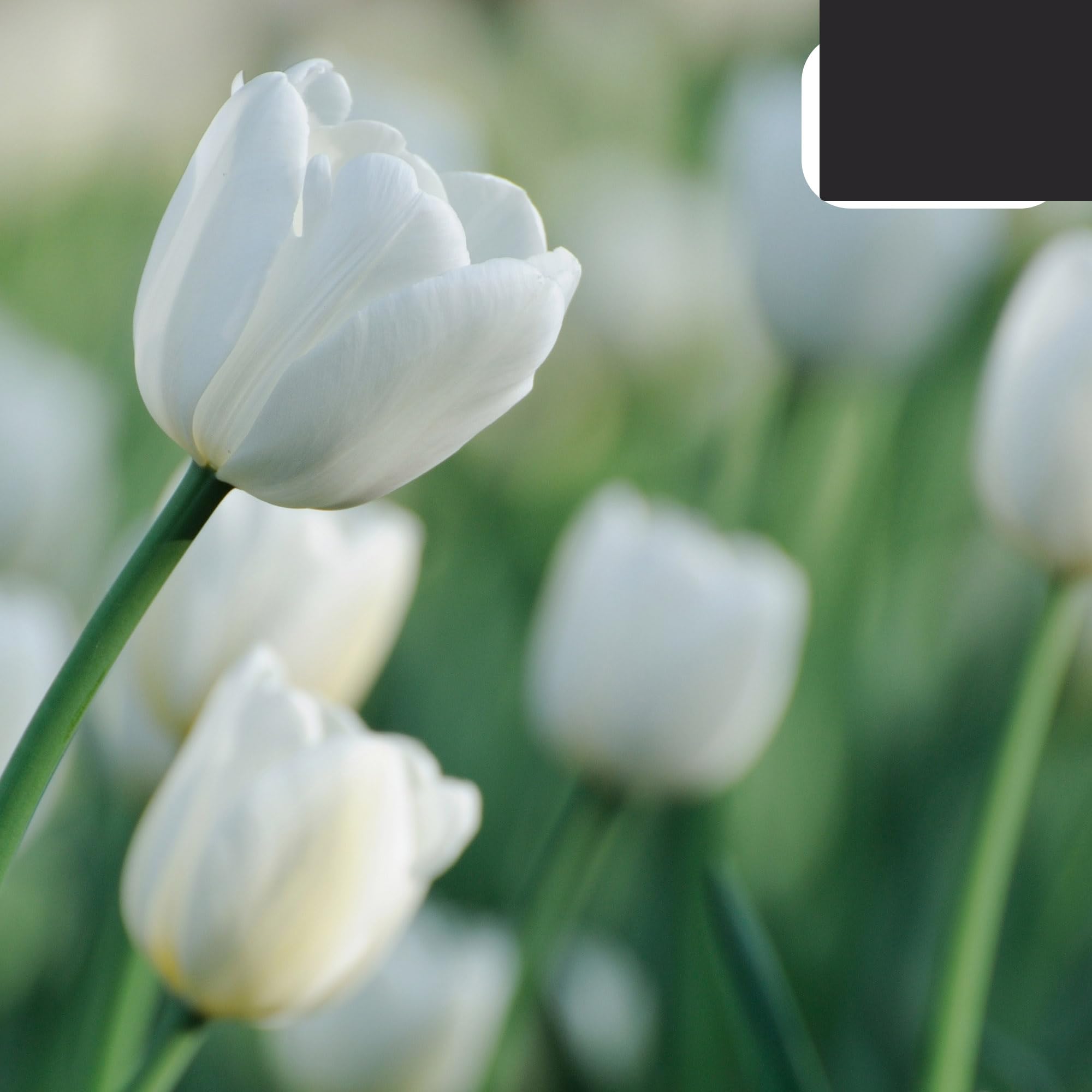 Bulbos de tulipán 'Catherina' | 20 Piezas | Tulipán Blanco Puro - 30-50cm - Ø5cm - bulbo de flor - Planta de jardín
