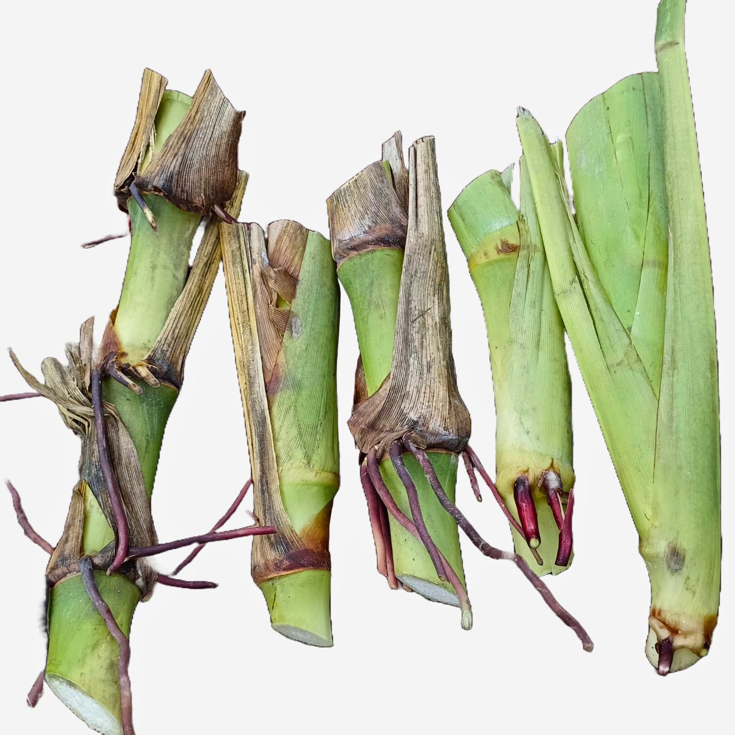 Natural Agrocare American Guatemala Fodder Grass Stick for Cultivated Livestock Animals (Pack of 5 Double Nodes Mature Grass Stick) (B0D9STCK7V) Amazon Price History, Amazon Price Tracker