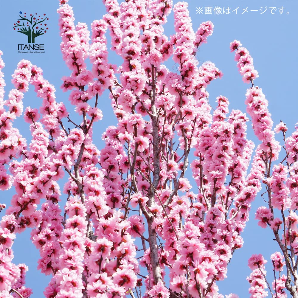 Amazon.co.jp: 花桃の苗木 品種：照手姫(テルテヒメ) 6号鉢【品種で