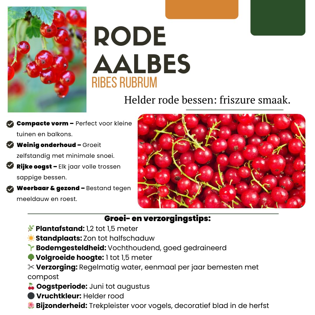 Conjunto de 4 variedades de plantas frutales - Rubus idaeus - Ribes rubrum - Vaccinium corymbosum - Rubus fruticosus - 20cm - Ø13cm - Planta de jardín - Verduras y frutas