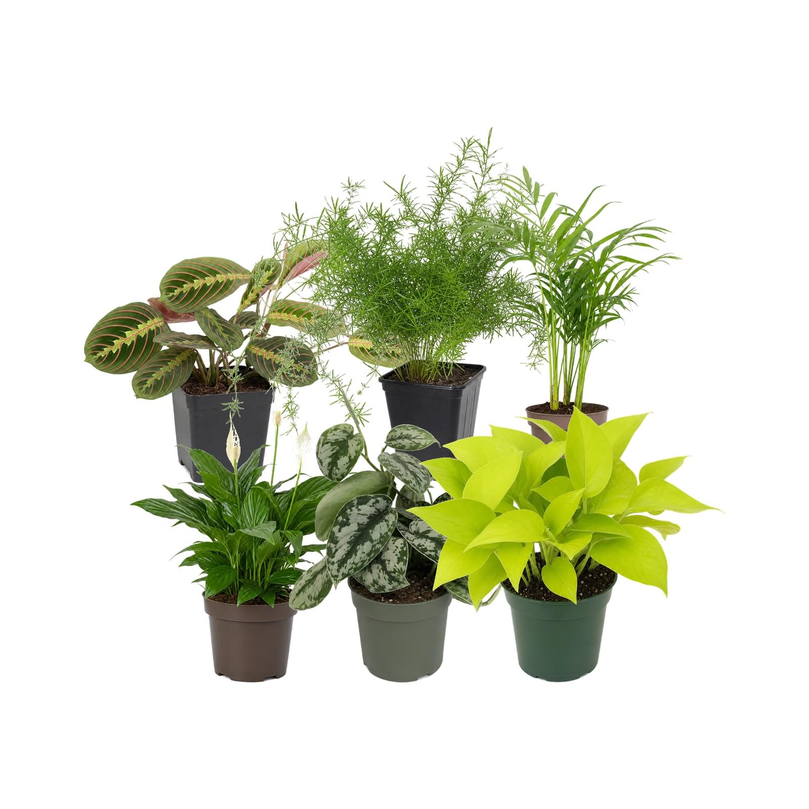 DECOALIVE Pack 6 Plantas de Interior para Ventanas con Luz Filtrada