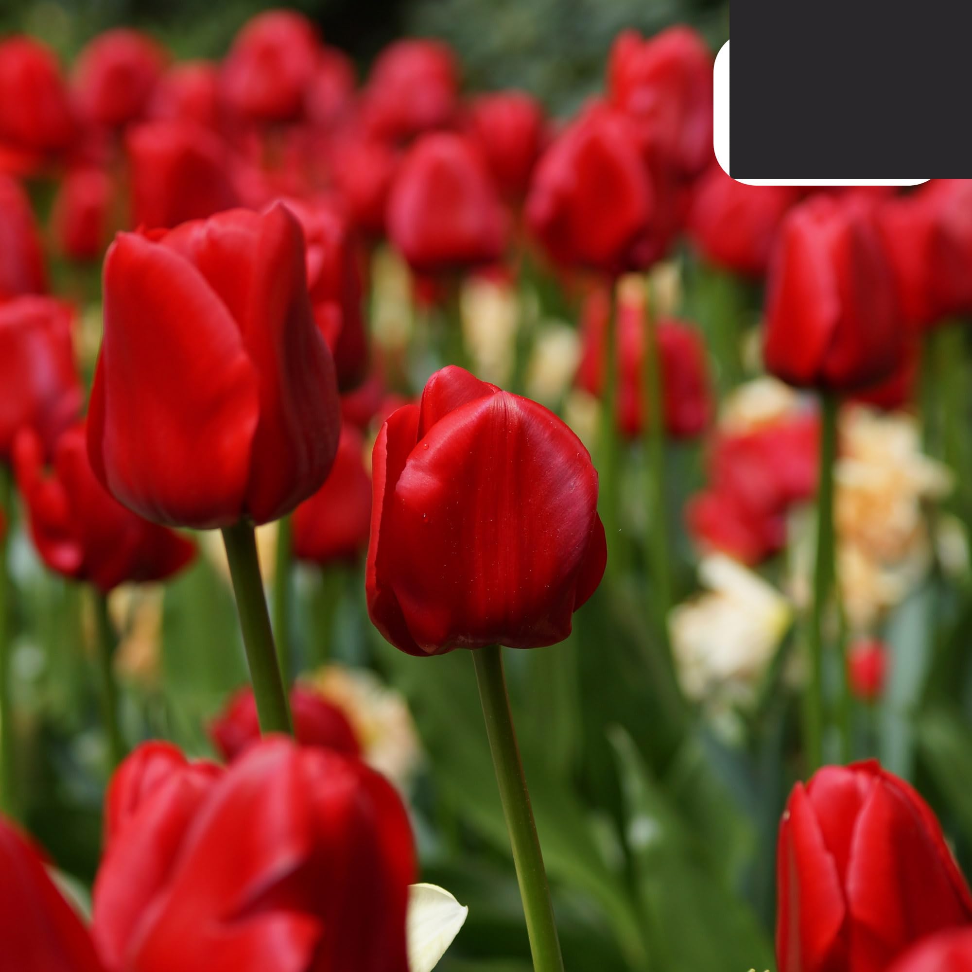 Bulbos de tulipán 'Ile de France' | 20 Piezas | Tulipán Rojo Profundo - 30-50cm - Ø5cm - bulbo de flor - Planta de jardín