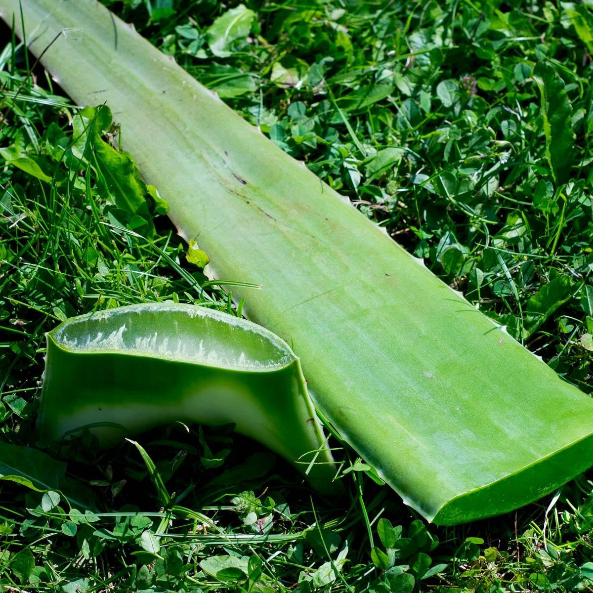 krutermax aloe vera