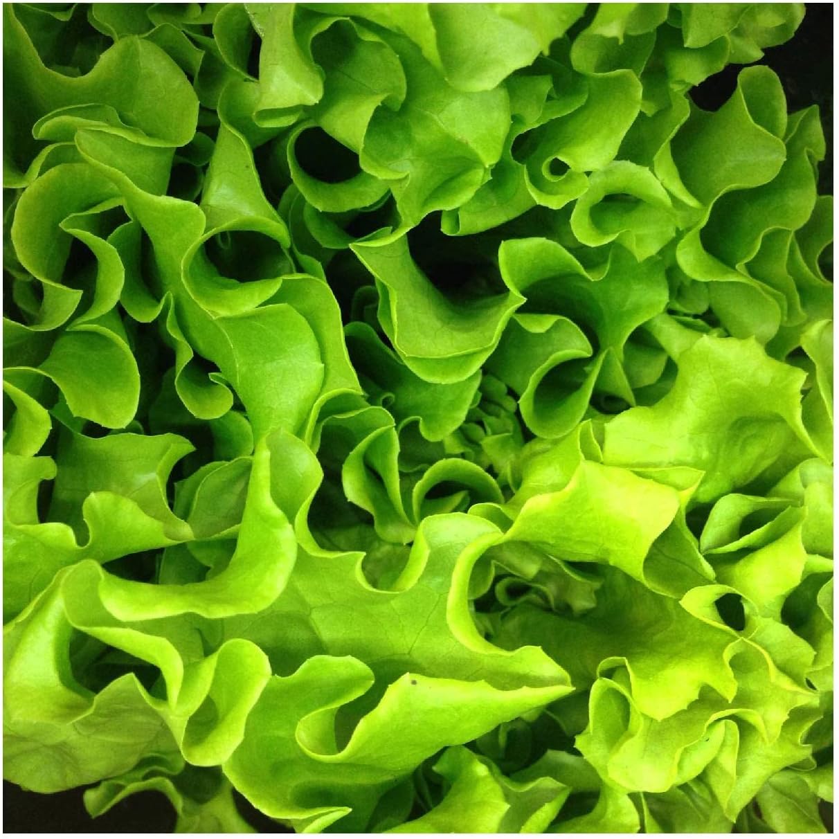 Everwilde Farms - 1/4 Lb Organic Salad Bowl Leaf Lettuce Seeds - Gold Vault