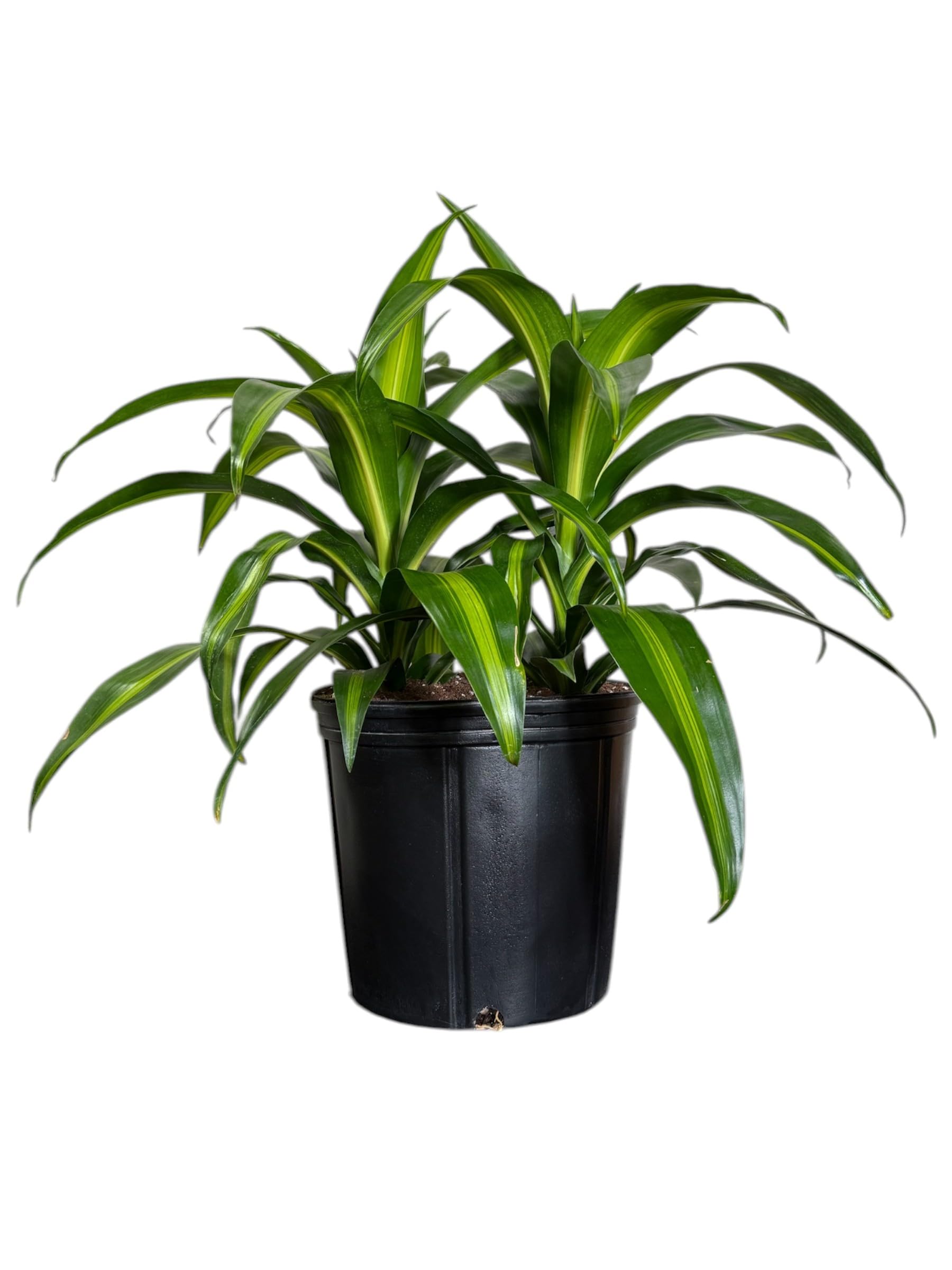 Amazon.com : Andersen Farms Dracaena Hawaiian Sunshine  10 Inches Grower  Pot  Live Air Purifying Indoor/Outdoor Plant  Bright Green Tropical  Foliage, Easy Care Houseplant : Patio, Lawn & Garden