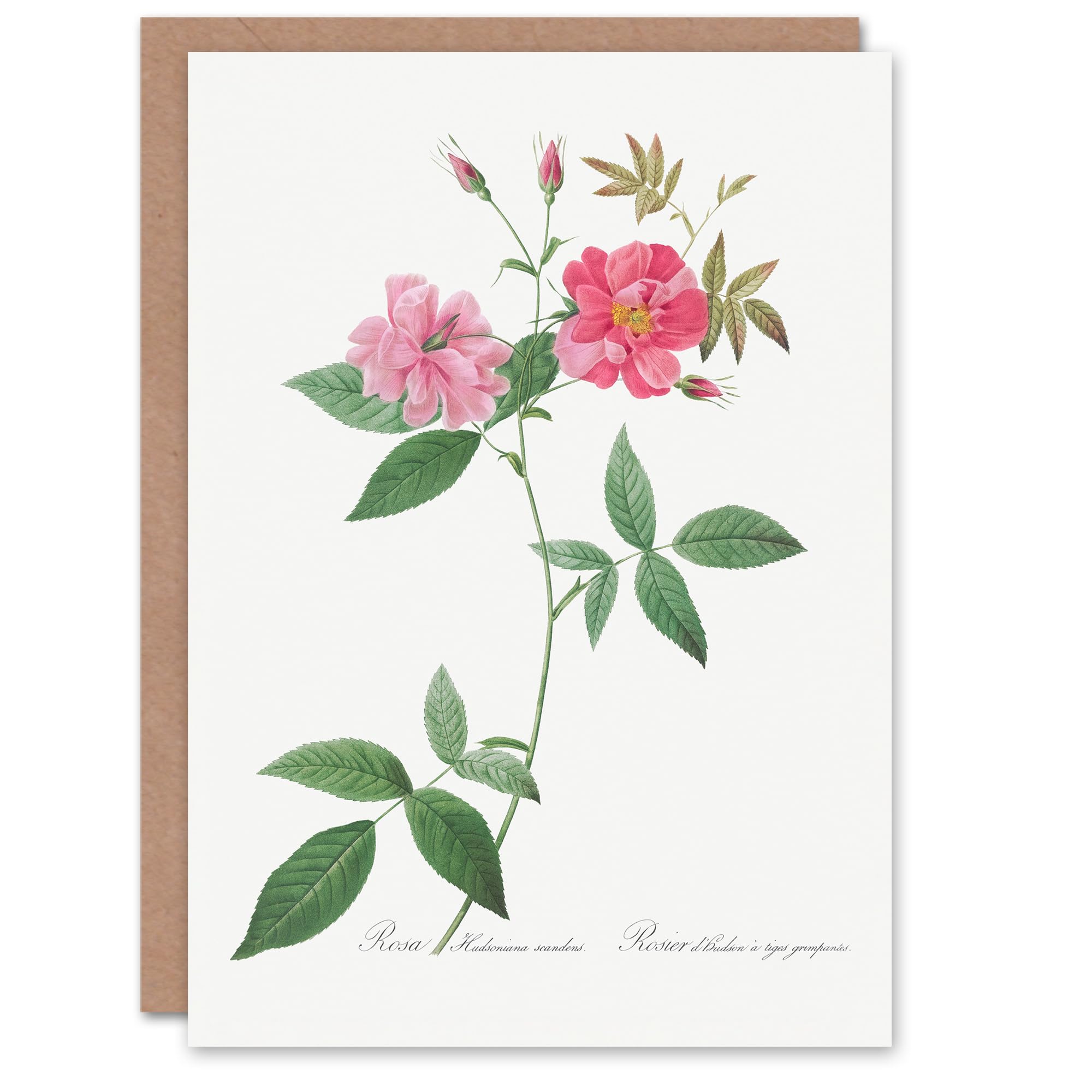 Artery8 Pierre-Joseph Redouté Art Card Hudson Rosehip Vintage Botanical Illustration