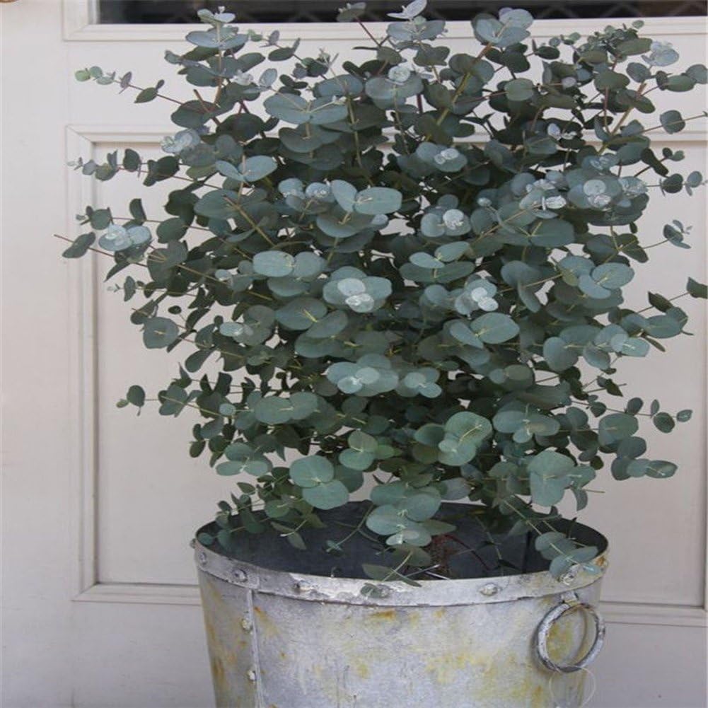 Wintefei 30Pcs Eucalyptus Tree Seeds Bonsai Plant Aromatherapy Tropical Home Decoration