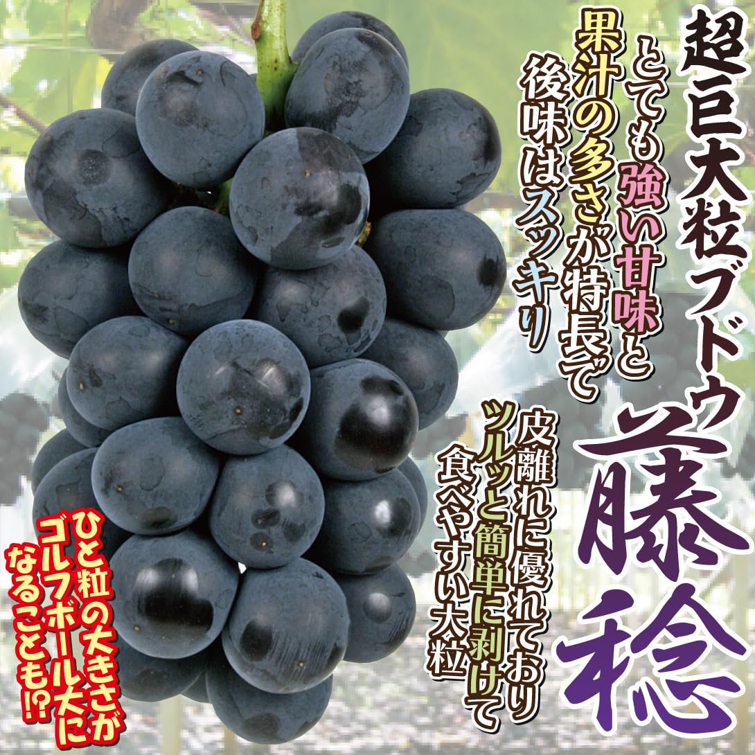 Amazon.co.jp: 果樹苗 ブドウ 藤稔 接木苗 1株/ 国華園 25年秋商品