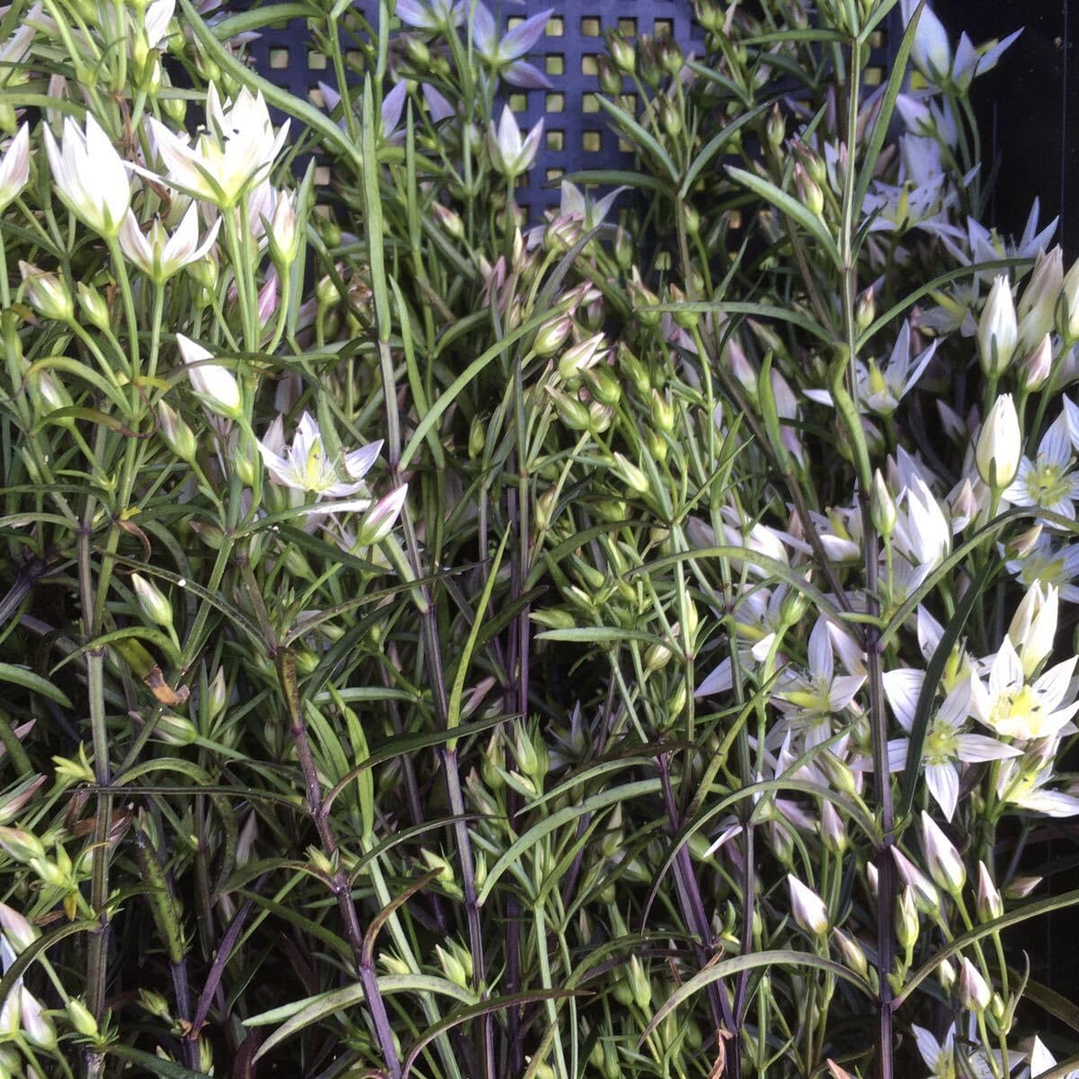 Amazon.co.jp: 500粒 2023年物 センブリの種 花柄 山野草 秋の花