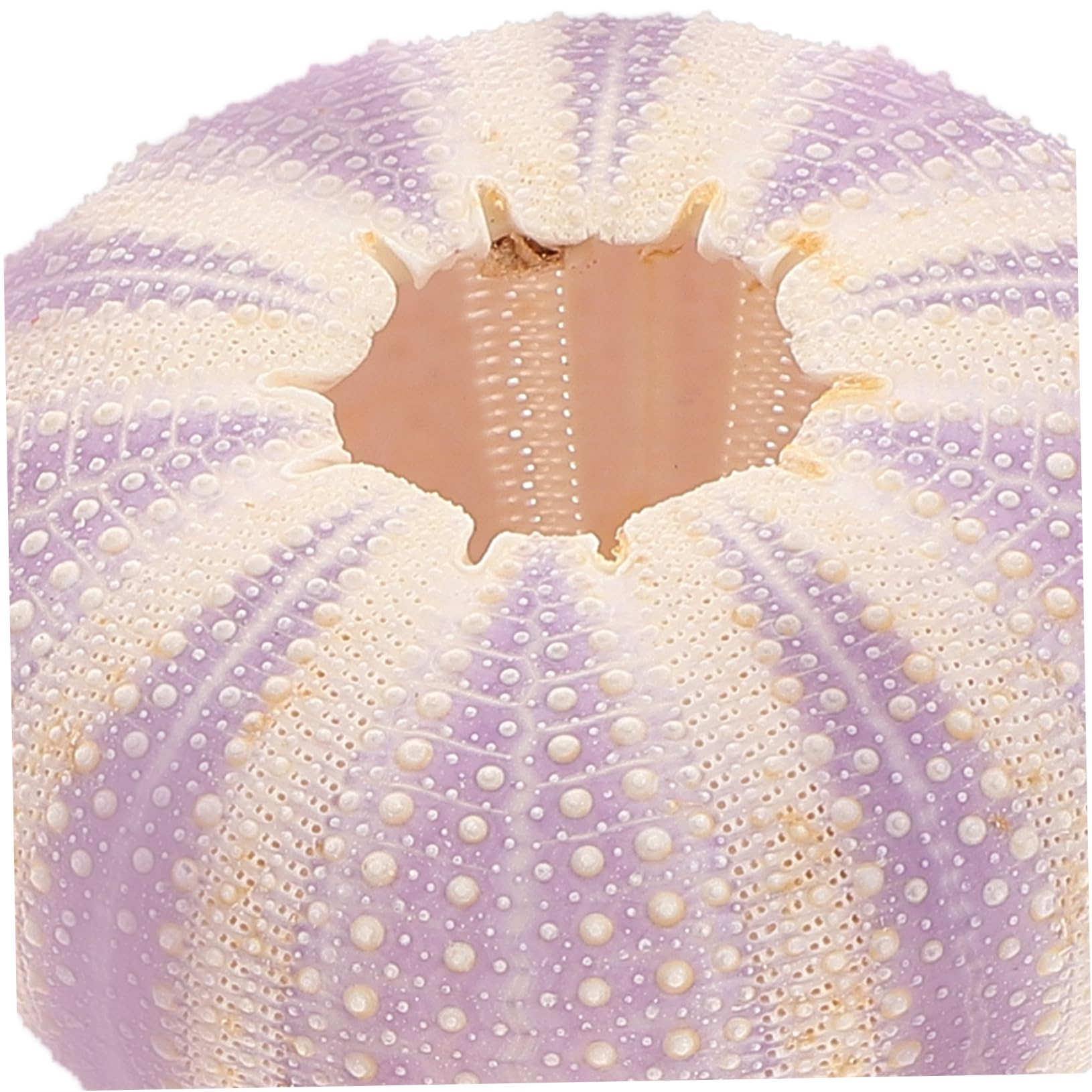 超希少 ‼️ パイプウニ ウニ 貝殻 標本 置物 インテリア